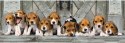 Puzzle 1000 elementów Compact Panorama Beagle Clementoni