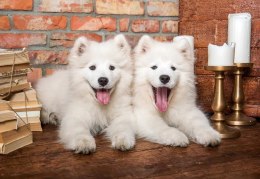 Puzzle 1000 elementów Szczeniaki Samoyed Castor